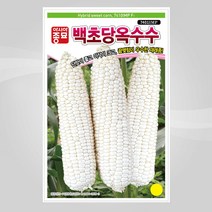 슬로시 슬로시 옥수수씨 옥수수 씨앗 초당 백초당 얼룩초당, 백초당옥수수2000립