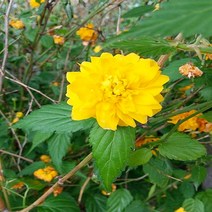 충주원예조경/황매화/80cm/개화주/5주, 주