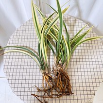 청년농부 황금일향 2촉 동양란 난 개업화분 축하화분 난화분, 2개