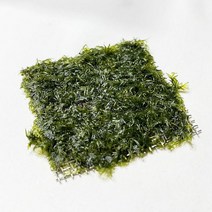 [바보사랑] 피시덴모스 활착판 (5x5cm), 상세 설명 참조
