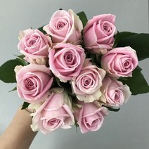 <특가세일> 에밀리정원 헤라장미 1단(10대) 생화 택배” class=”wr-img”></a></div></p></div></p></div></p></div><div class=