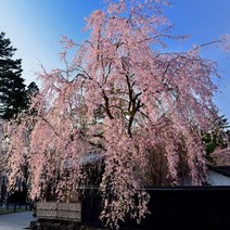 겹벚나무 왕벚나무 묘목 R2 봄꽃나무 분묘 벚꽃나무