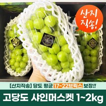 고당도 샤인머스켓 씨없는 포도 선물세트 1kg 1.2kg 2kg (2수 3수), 샤인머스켓 1.2kg (2송이)