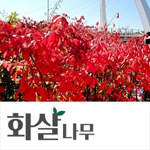 [경민농원]화살나무 묘목(H0.6m이상) 울타리나무 조경수