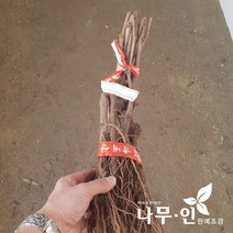 [나무인] 샤인머스켓(망고포도) 삽목묘목 2그루