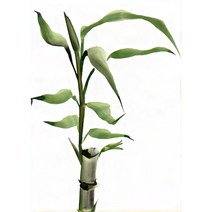 쉬운 diy피포페인팅 사군자 매화 난초 국화 대나무 매란국죽 행복 재물 풍수 수묵화 동양화 색칠하기 선물용 슬기로운 취미생활 집중력향상 스트레스 해소 그림그리기 소품, 사군자그리기도안05, 40*50cm(액자프레임포함)