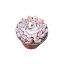 그린플랜트 다육식물 오리온