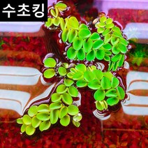 [수초킹] 키우기 쉬운 살비니아 쿠쿠라타 / 수초맛집 목련 물배추 필란터스 플루이탄스 피시티아 sp. 루드위지아 세디올데스 긴코 생이가래 개구리밥 살비니아 쿠쿠라타 나탄스 부레옥잠, (특가) 7촉