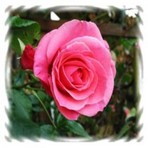 [묘목]덩굴장미, 라비니아(다화성-사계성)