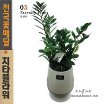치타플라워 승진축하화분 금전수 공기정화식물 [CTdon04-06] 이사 생일 개업 관엽식물 전국 당일 꽃배달 (서울.경기일부 이미지와 동일상품 출고)