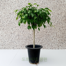 도희씨네 정원>> 줄기의 늘어짐이 멋드러진 킹벤자민 450″ class=”wr-img”></a></div>
</p></div>
</p></div>
</p></div>
<div class=