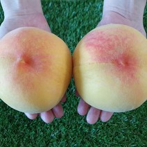 청도복숭아 장호원 9월제철과일 천중도 용택골드 말랑한 햇사레 단황도 단금도복숭아 황도, 특품4.5kg [11-15과]