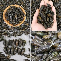 2023 산지푸른 청정 국내산 자연산 생다슬기 1kg, 1박스, 1kg(실속형)