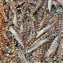 자연산 활 보리새우 10마리 오도리, 대(횟감/구이용), 1개