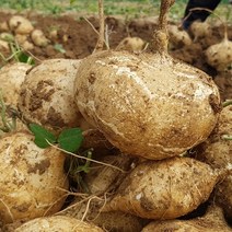 국내산 얌빈 히카마 감자 5kg, 1개
