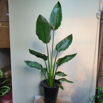 무배특가 꽃피는 극락조 중대품 레기니아 극락조 70-110cm 249, 1개