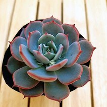 라우렌시스 예쁜 다육식물 랜덤1-15, 상세페이지 참조