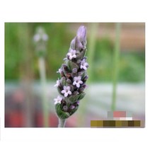 허브Herb/채소식물 프리지드라벤더 모종 4개 (L0310)