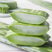 알로에 사포나리아 생잎 5kg, 단품