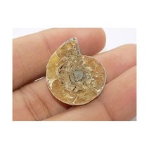 Generic 삼엽충 희귀석 관찰 장식품 달팽이 암모나이트 화석