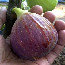 착한가격 나무생각 무화과나무 삽목3년*(결실주)