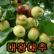 대왕대추나무 접목1년 1그루+천도(복숭아) 접목1년 1그루 나무 묘목 나무판매 묘목판매