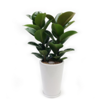 디씨플라워 관엽화분, 99999개, 05.고무나무(중)