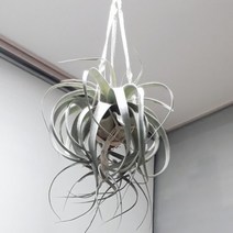 [바보사랑] 판타스틱 대형틸란드시아- 세로그라피카 중대형, 상세 설명 참조