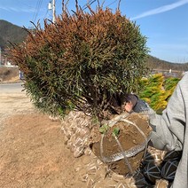 옥향나무 묘목 w0.3 - 0.4 분묘 둥근향나무 조경수 잔디밭조경 화단 울타리나무