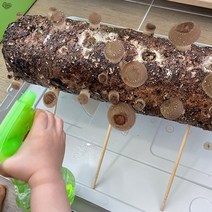 참나무 국산 배지 표고버섯 키우기 집에서 버섯 기르기, 1개