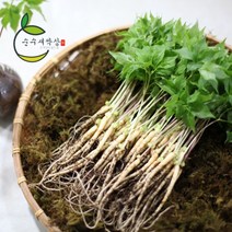 순수 새싹삼 소 100 뿌리 [소 (15~20cm) 1box 선물포장 가능], 선물 포장