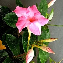 모종/만데빌라-핑크 10cm포트/2개 KM107