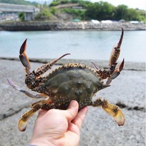 연평도 숫꽃게 암꽃게 게장용 절단꽃게 1kg 냉동 산지직송, 암꽃게 1kg(대 2-3미)