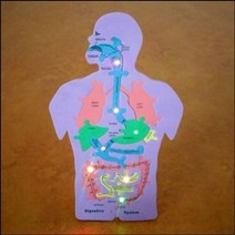 PGM*^몰뉴 LED 인체 내부구조와 음식물이 지나가는 길 만들기 이지나가는 과학준비물 이지나가는만들기 조립장난감 키트 학습^^췤pgm, a^^옵션없슴
