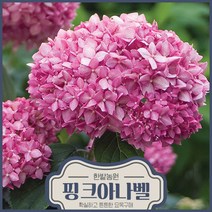 핑크아나벨 목수국나무 묘목 PW 인증 정품