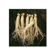 참인삼 수삼 원수삼 왕대 6뿌리내 750g 한채, 세척안함
