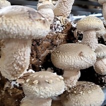 산지직송 국내산 송향 송고 송화 송화고 버섯 가정용 선물용, 500g(일반형)