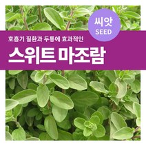 마이플랜트 스위트 마조람 씨앗 300립