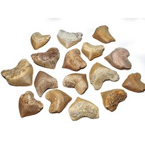 하트이빨 스쿠알리코렉스 상어 이빨 화석 / Fossil shark teeth 공룡화석 진품화석 관찰표본 고생물 이색수집품표본