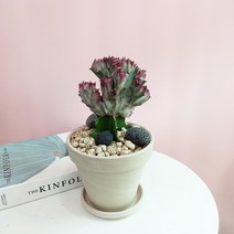 춘봉선인장 유포르비아 춘봉철화 다육식물 - 인테리어 관엽식물 독일토분 14cm, 1개