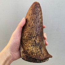 훈제 한우소뿔 속뿔껌 1P 오래먹는 대형견 수제간식 개껌, 엑스라지