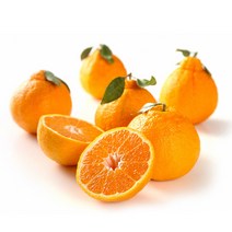 [제주애귤] 가득담은 제주 서귀포 한라봉, 5kg 중과(18-22과)