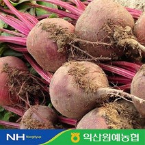 농협 국내산 레드비트5kg개당중량180-300g, 없음, 상세설명 참조