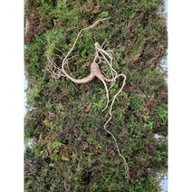 산삼 산양삼 산양산삼 장뇌삼 17년근 산양산삼 정삼 2뿌리, 17년근산양산삼정삼