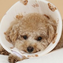 강아지수술후 넥카라 고양이중성화 보호대 인견 M