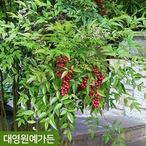 남천나무 H0.3 / H0.8 포트 공기정화식물 울타리용 빨간열매, 01. H0.8포트