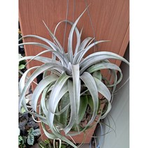 세로그라피카/대품