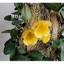 서양란 덴드로비움 젠킨시 미니 베란다정원 목부작 155, 1개