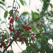 드림팩토리_이스라지 3년생 H0.6-0.8 (산앵두) 정원묘목 조경용나무 수_드림팩토리, 옵-션이_없는_상품