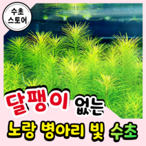 [수초스토어] 검역 옐로오란다플랜트 5촉 / 구피 새우 어항 수초 쉬운 키우기 예쁜 은신처 중경 후경 초보 자연 풍성한 흑사 무이탄 치어 베타 열대어, 12촉